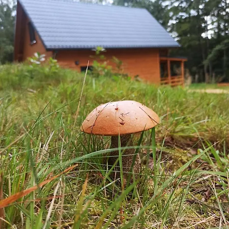 Lorien - Wynajem Domkow Letniskowych 2.0 Hotell Roczyny